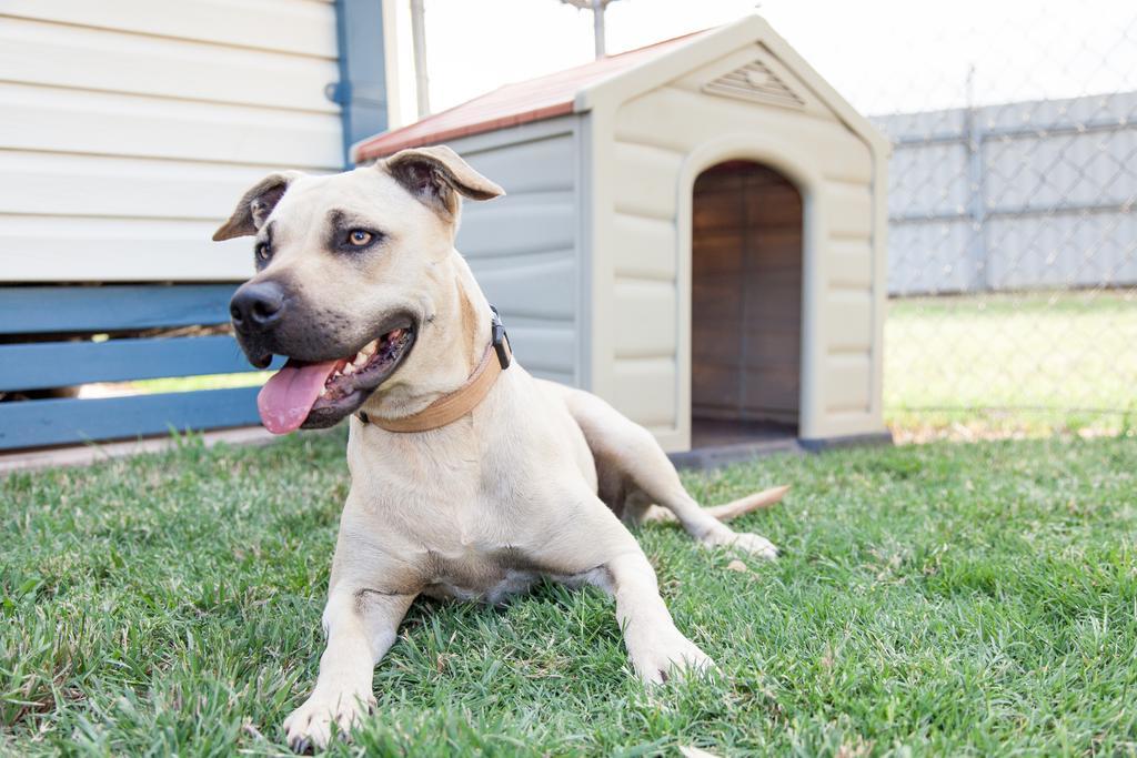 Nrma Dubbo Holiday Park Hotell Eksteriør bilde