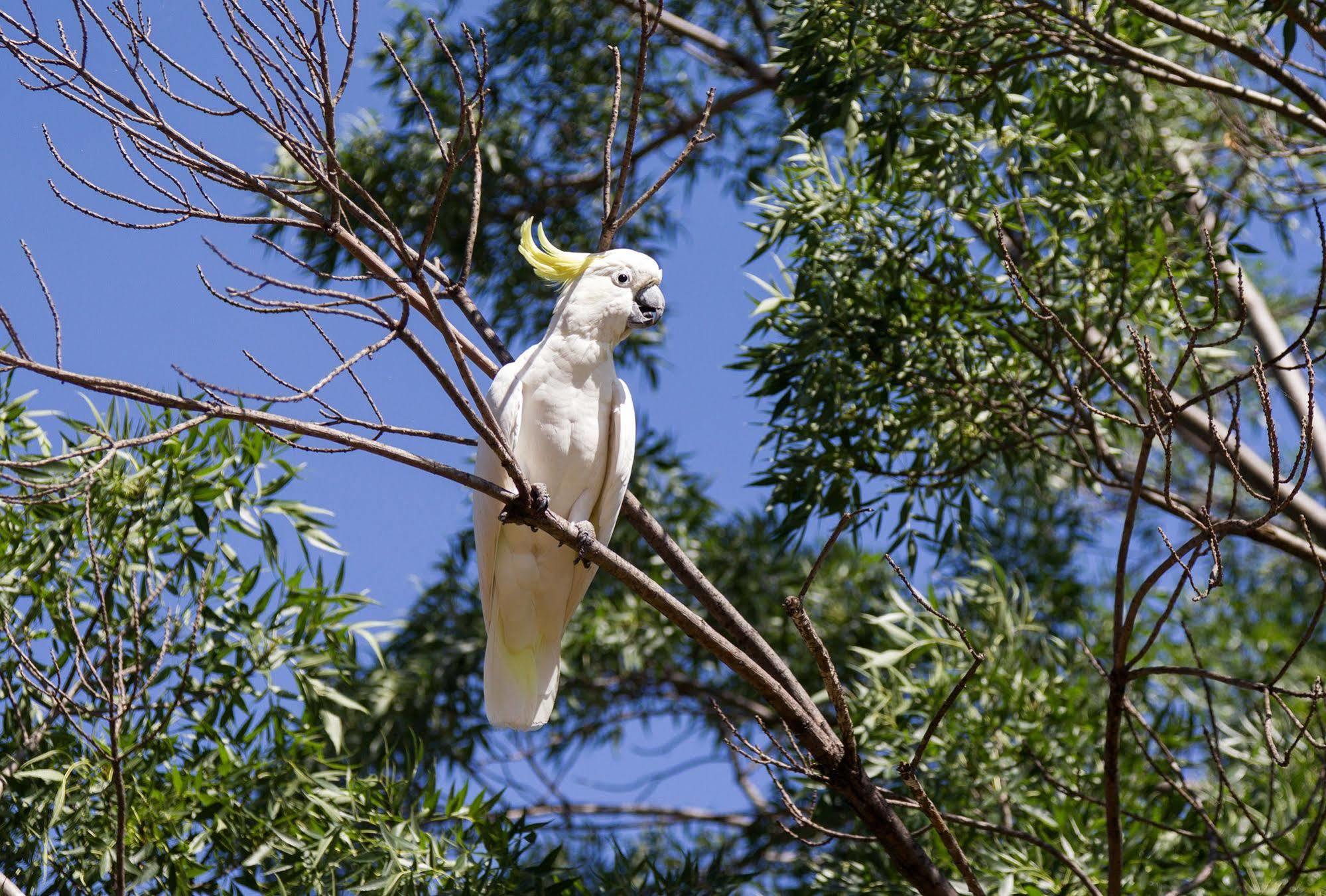 Nrma Dubbo Holiday Park Hotell Eksteriør bilde